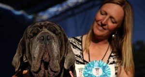 El perro más feo del mundo El perro más feo del mundo