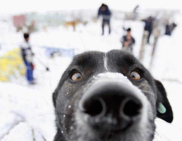 Vídeo de un perro que descubre la nieve por primera vez