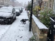Un perro descubre la nieve