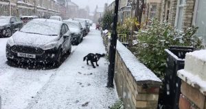 Un perro descubre la nieve