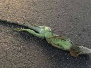 Lluvia de iguanas en Florida Iguanas mueren congeladas en florida - Noticias destacadas de Alma Pecadora -