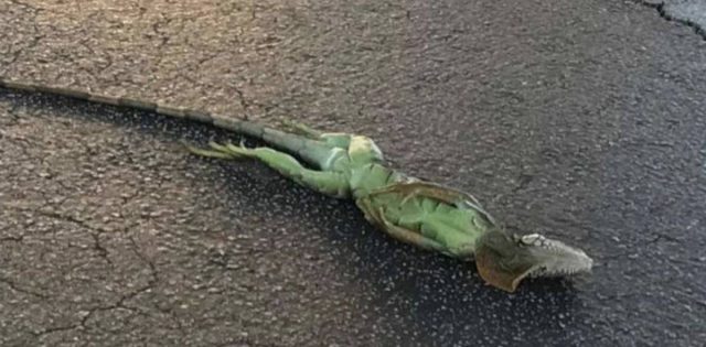 Iguanas mueren congeladas en florida - Noticias destacadas de Alma Pecadora - Iguanas mueren congeladas en florida - Noticias destacadas de Alma Pecadora -
