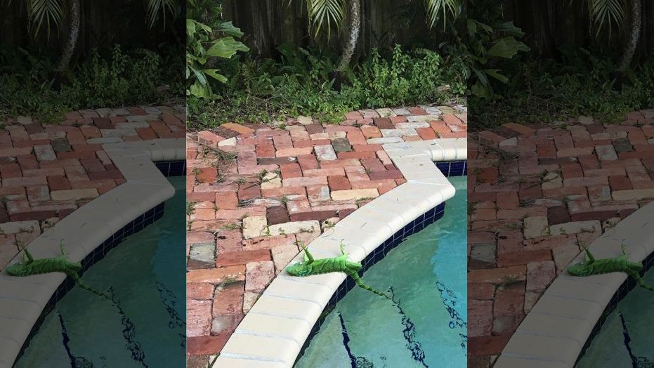 Lluvia de Iguanas en Florida