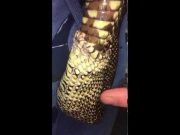 Vídeo de serpiente comiéndose a sí misma