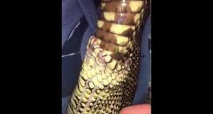 Vídeo de serpiente comiéndose a sí misma