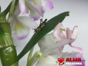 Camuflaje nivel el puto amo de la naturaleza Camuflaje nivel el puto amo de la naturaleza