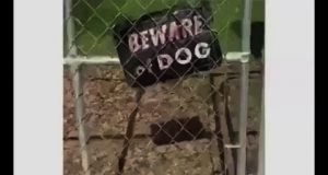 Cuidado con el perro peligroso Cuidado con el perro - Foto