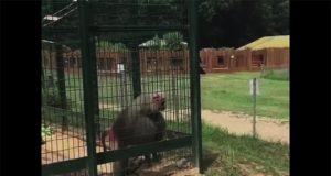 El zoo es divertido decían El zoo es divertido decían.... - Foto