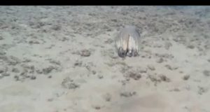 Vídeo de un pulpo dando lecciones de camuflaje Lecciones de camuflaje