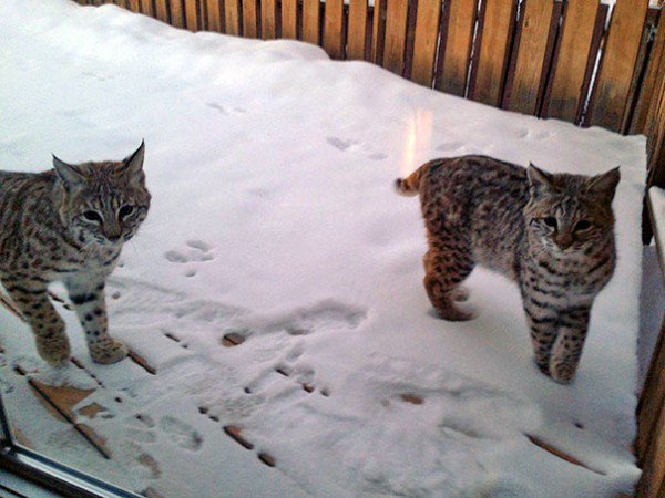 Aquí podéis ver la visita de nuestros vecinos los Gatos Monteses
