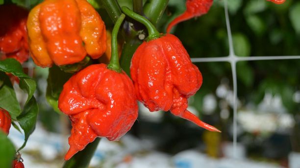 El chile más picante del mundo