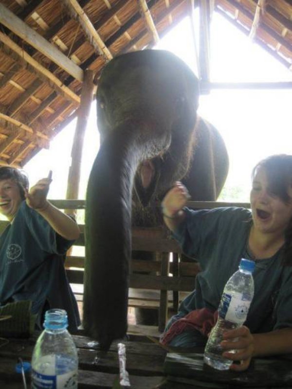 Estar de merendola y que aparezca un elefante a robarte la comida es lo que menos puedes esperar en la vida