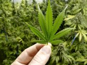 Policias despedidos por decir que unas ratas se habían comido la marihuana desaparecida Policias argentinos despedidos por decir que unas ratas se habían comido la marihuana desaparecida