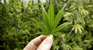Policias despedidos por decir que unas ratas se habían comido la marihuana desaparecida Policias argentinos despedidos por decir que unas ratas se habían comido la marihuana desaparecida