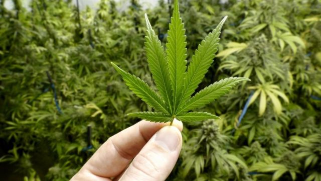 Policias argentinos despedidos por decir que unas ratas se habían comido la marihuana desaparecida Policias argentinos despedidos por decir que unas ratas se habían comido la marihuana desaparecida