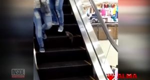 Rata atacando en unas escaleras mecánicas Rata atacando en unas escaleras mecánicas