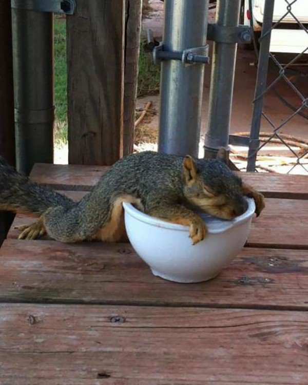 Una ardilla se ha echado una siesta en mi bol de desayunar