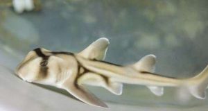 Científicos afirman que a los tiburones les gusta la música Jazz Científicos afirman que a los tiburones les gusta la música Jazz