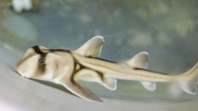 Científicos afirman que a los tiburones les gusta la música Jazz Científicos afirman que a los tiburones les gusta la música Jazz