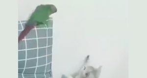 Video cuando ella te pilla mirándole el culo Video Cuando ella te pilla mirándole el culo