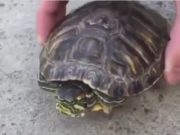 El dia que las tortugas dejaron de ser lentas El dia que las tortugas dejaron de ser lentas
