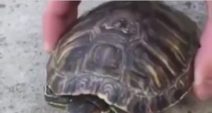 El dia que las tortugas dejaron de ser lentas El dia que las tortugas dejaron de ser lentas