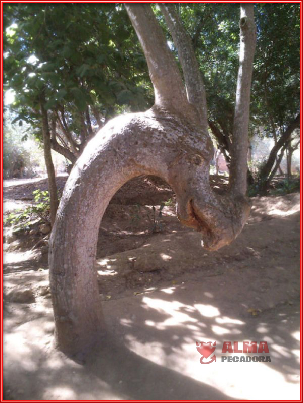 El árbol dragón es como han bautizado a este curioso árbol
