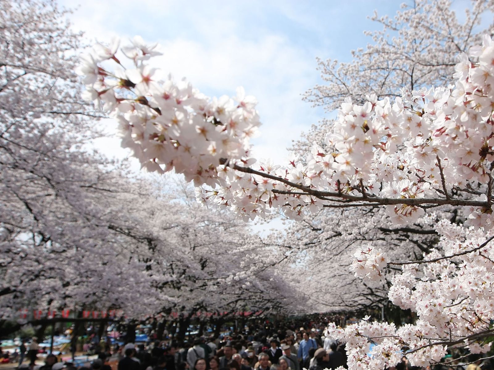 En Japón estos árboles son muy populares