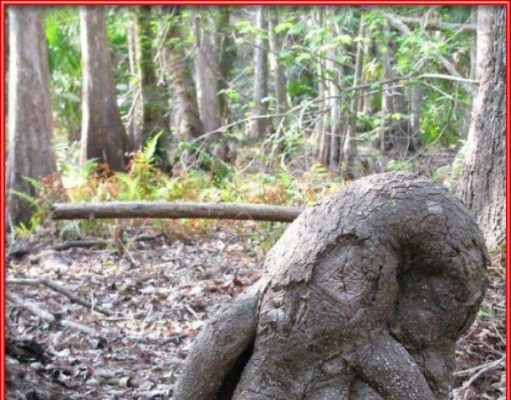 Los árboles más curiosos del mundo Entre los árboles más curiosos del mundo destaca este que parece un pulpo de verdad .