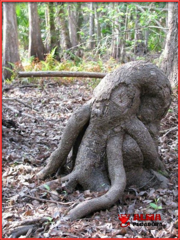 Entre los árboles más curiosos del mundo destaca este que parece un pulpo de verdad .