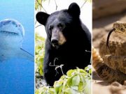 Hombre mordido por tiburón, oso y serpiente en menos de 4 años Hombre mordido por tiburón, oso y serpiente en menos de 4 años