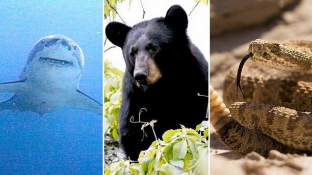 Hombre mordido por tiburón, oso y serpiente en menos de 4 años Hombre mordido por tiburón, oso y serpiente en menos de 4 años
