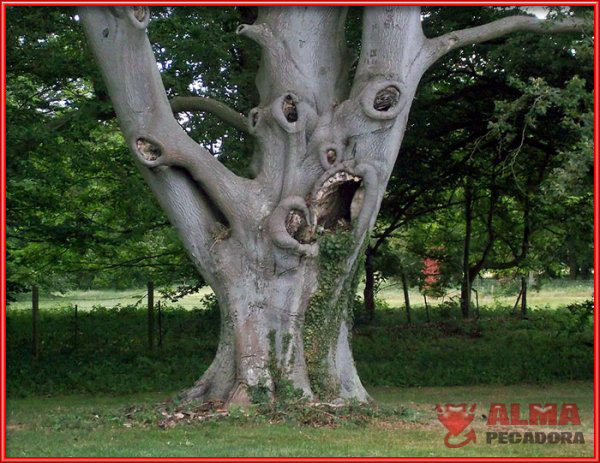 La cara de un monstruo es lo que parece este extraño árbol