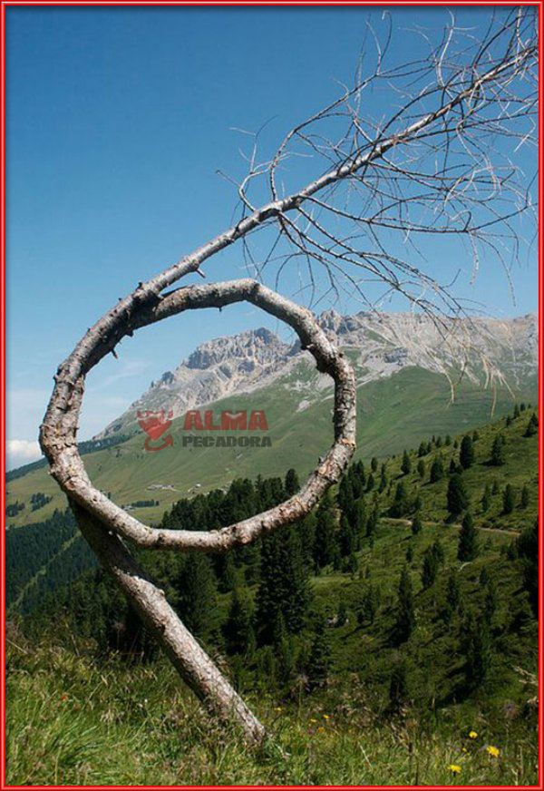 La forma de este árbol es totalmente inusual en la naturaleza