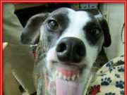 Cosas que impresionan un poco La lengua de este perro me ha dejado estupefacto , chicas no penséis eso , por favor...
