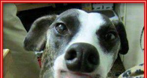 Cosas que impresionan un poco La lengua de este perro me ha dejado estupefacto , chicas no penséis eso , por favor...