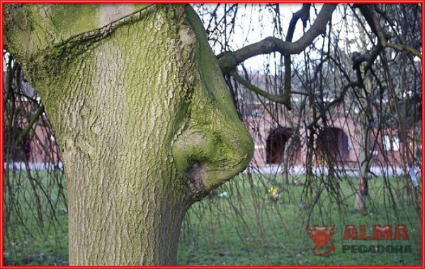 Os presentamos al árbol de los olores puesto que tiene nariz y todo