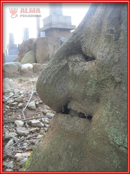 Otro árbol con forma de cara y una gran nariz que nos deja asombrados