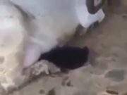 Cuando te gustan las tetas grandes Cuando te gustan las tetas grandes