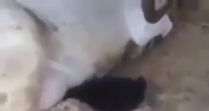 Cuando te gustan las tetas grandes Cuando te gustan las tetas grandes