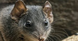Marsupiales en peligro de extinción por exceso de sexo Marsupiales en peligro de extinción por exceso de sexo
