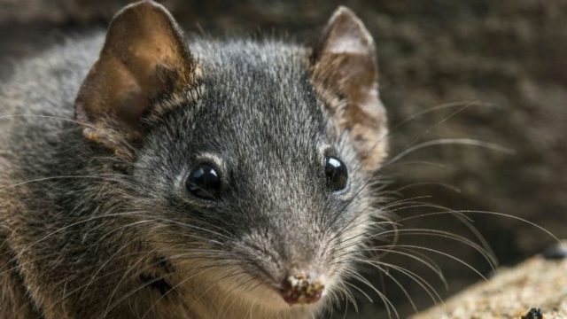 Marsupiales en peligro de extinción por exceso de sexo
