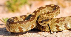 Una cabeza de serpiente pica a un hombre en Texas y casi lo mata Una cabeza de serpiente pica a un hombre en Texas y casi lo mata