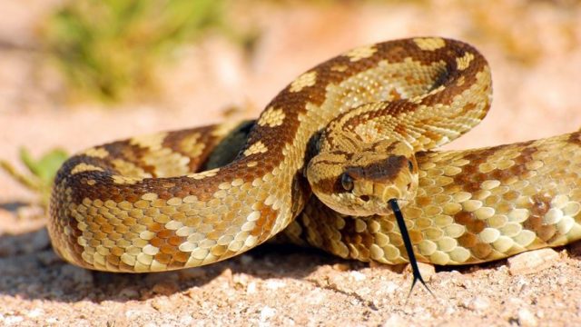 Una cabeza de serpiente pica a un hombre en Texas y casi lo mata Una cabeza de serpiente pica a un hombre en Texas y casi lo mata