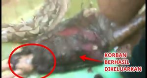 Muere una mujer tragada por una pitón de 7 metros en Indonesia
