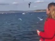 Dar de comer a las gaviotas es divertido decían Dar de comer a las gaviotas es divertido decían