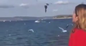 Dar de comer a las gaviotas es divertido decían Dar de comer a las gaviotas es divertido decían