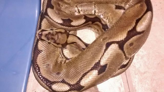 Se despierta junto a una pyton de un metro