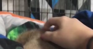 Cuando estoy durmiendo y me molestan Cuando estoy durmiendo y me molestan