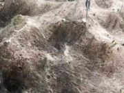 En Grecia miles de arañas construyen una telaraña gigante En Grecia decenas de arañas construyen telaraña gigante